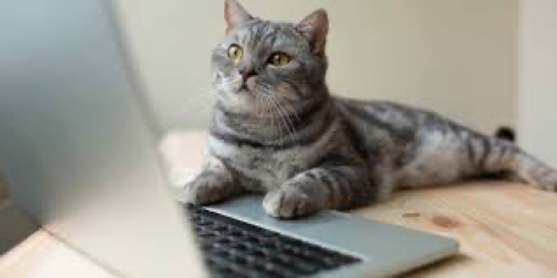 Cat starting at computer