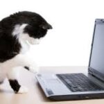 Blackand White Cat typing on a Computer