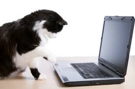 Blackand White Cat typing on a Computer
