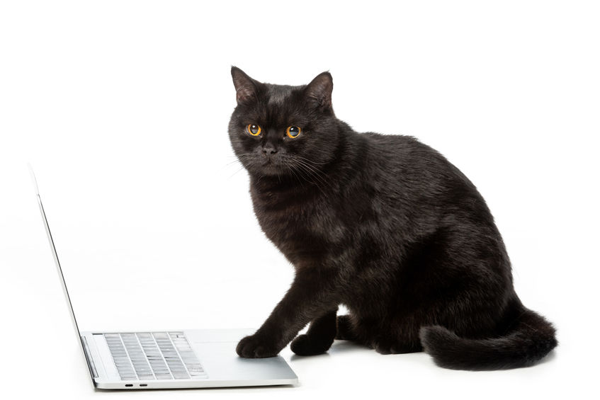 adorable black british shorthair cat using laptop isolated on white background